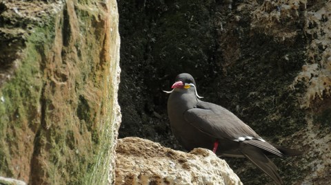 Stern inca Ballestas Paracas ALPA-K