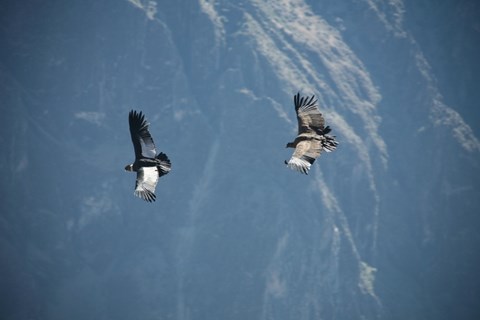 les condors du Cañon de Colca