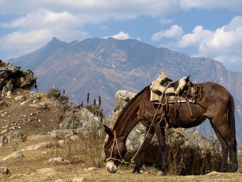 trekking de Choquequirao