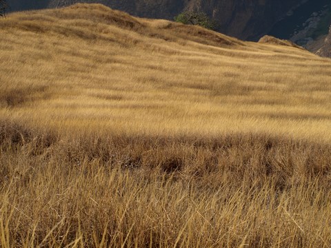 trek de Choquequirao