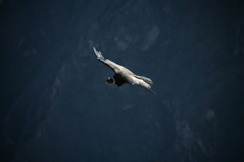 Cañon de Colca